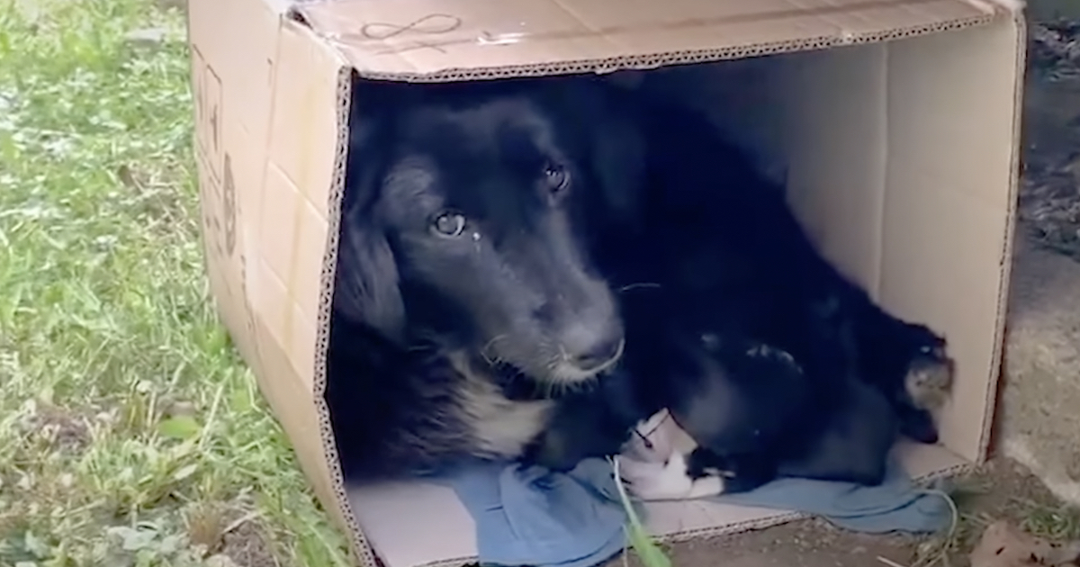 Mother Dog Found Bundled Up In A Cardboard Box With Her Young puppies