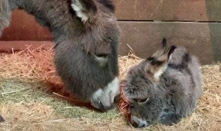 Mother Donkey Meets Her Foal For The First Time