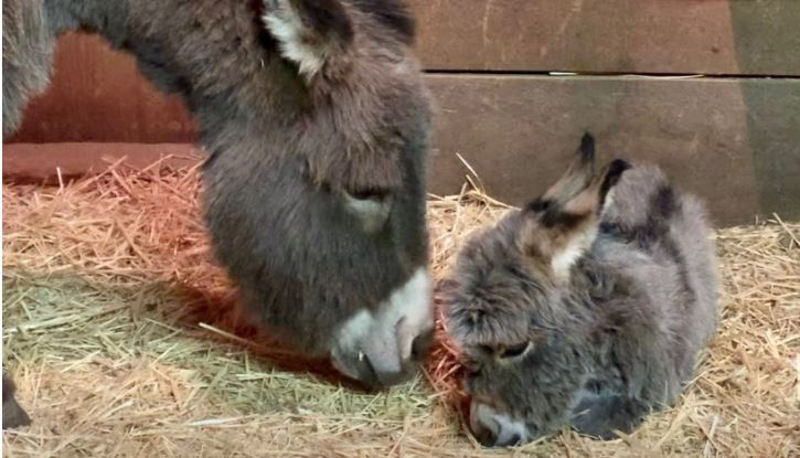 Mother Donkey Meets Her Foal For The First Time