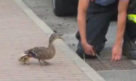 Mother duck keeps quaking passerby, he after that notices her ducklings require saving