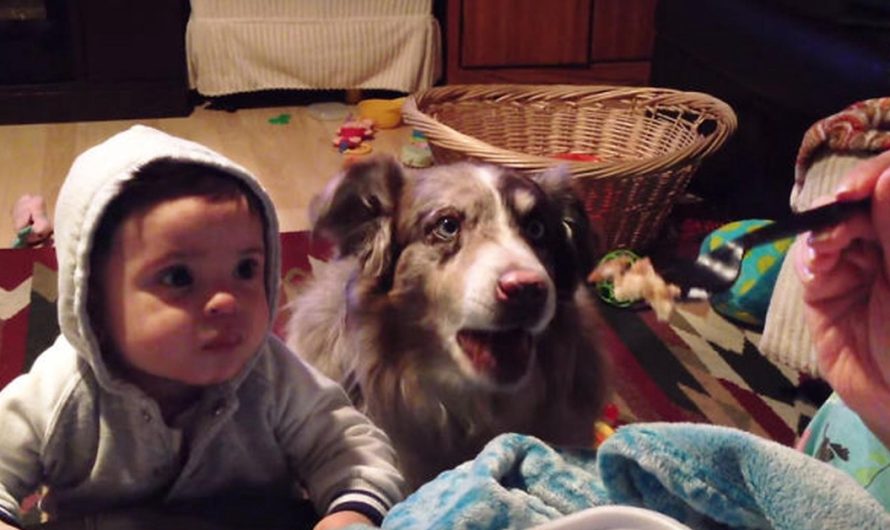 Mother offers baby a reward if he says mama dog says it instead