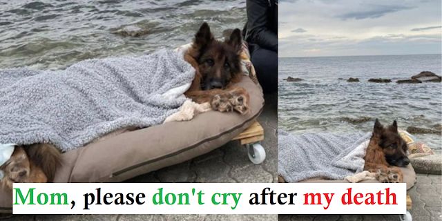 Old and paralyzed dog that was abandoned, meets the sea and true love before passing away