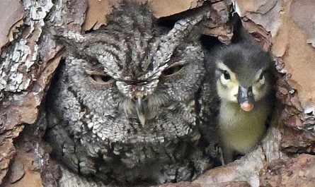 Owl Mistakes Duck Egg For Its Own And Ends Up Looking After It Anyway