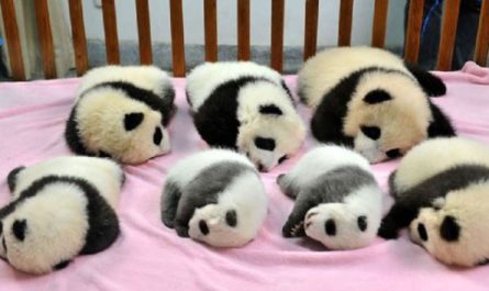 Panda daycare exists and it is one of the most adorable location on planet