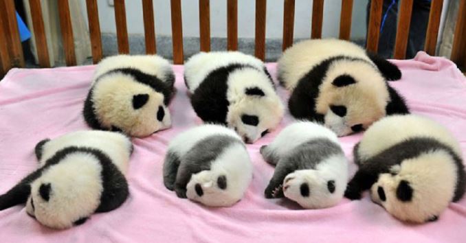 Panda daycare exists and it is one of the most adorable location on planet