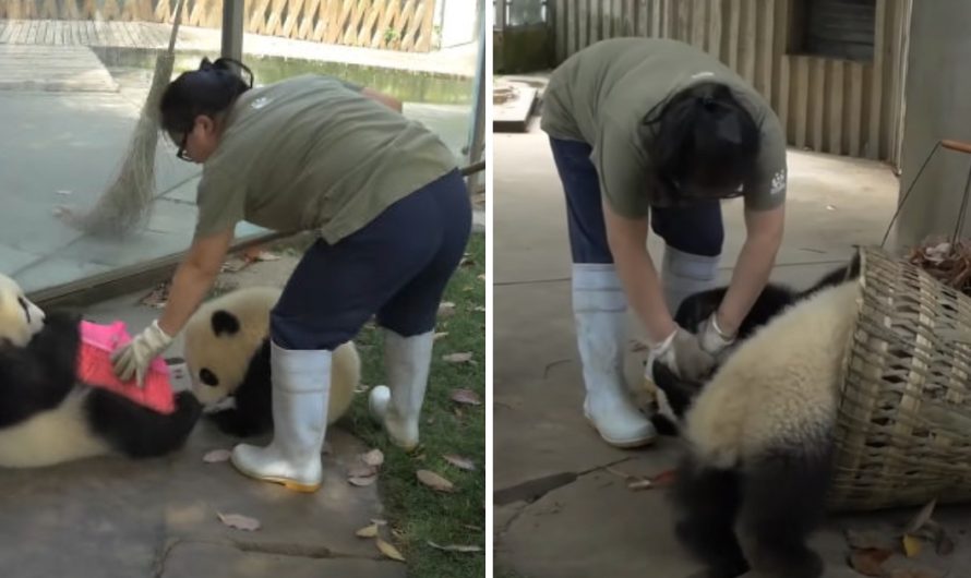 Panda’s ‘baby-sitter’ seriously tries to rake the leaves, but the playful cubs have other ideas