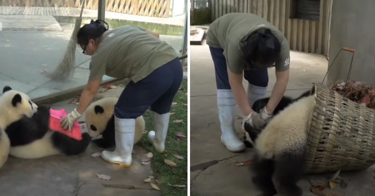 Panda's 'baby-sitter' seriously tries to rake the leaves, but the playful cubs have other ideas