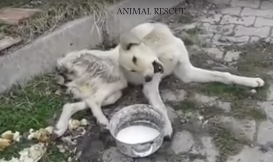 Paralyzed Stray With Twisted Body Lays In The Street In Pain Ignored By Everyone