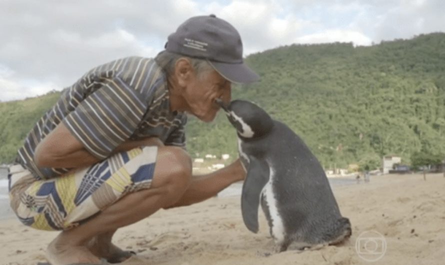 Penguin swims 5,000 miles yearly for get-together with man that saved his life