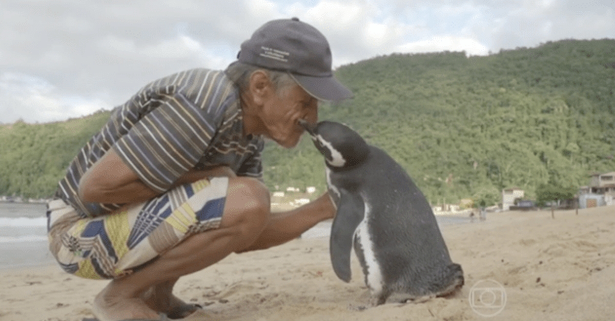 Penguin swims 5,000 miles yearly for get-together with man that saved his life