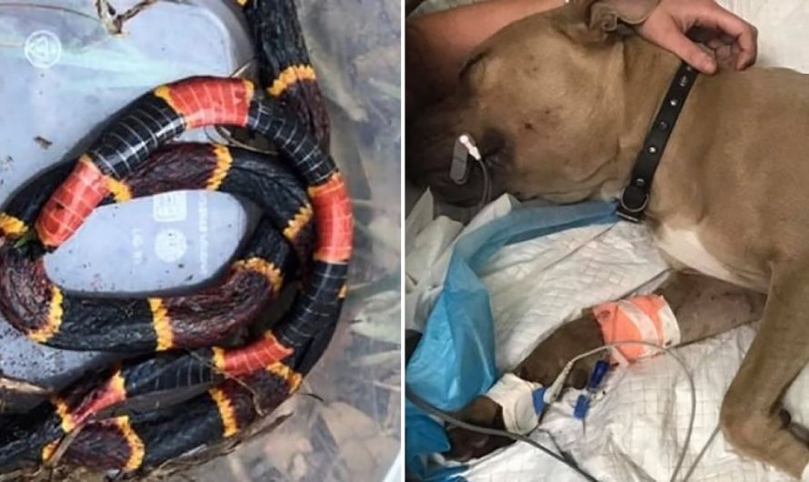 Pit Bull Passes Away After Protecting 2 kids From A Coral Snake Bite