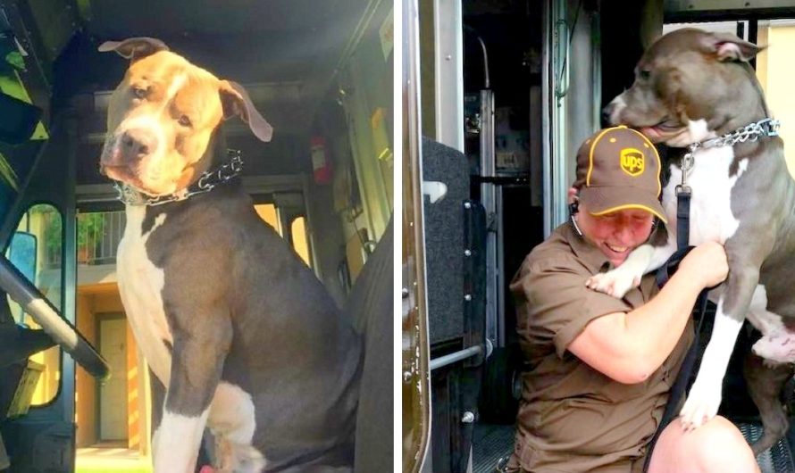 Pit Bull Sobs Like A Baby After Mother’s Death, Begs UPS Driver To Provide Him A Home