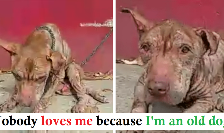 Pit Bull Spent Years Chained To Wall Waiting To Be Saved
