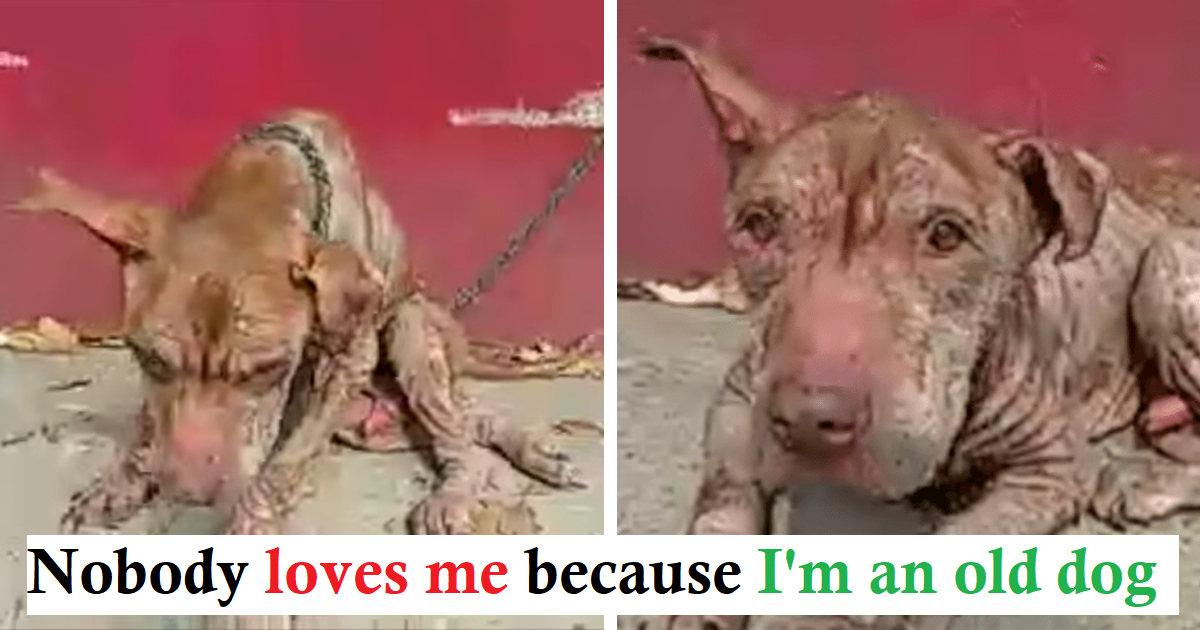 Pit Bull Spent Years Chained To Wall Waiting To Be Saved