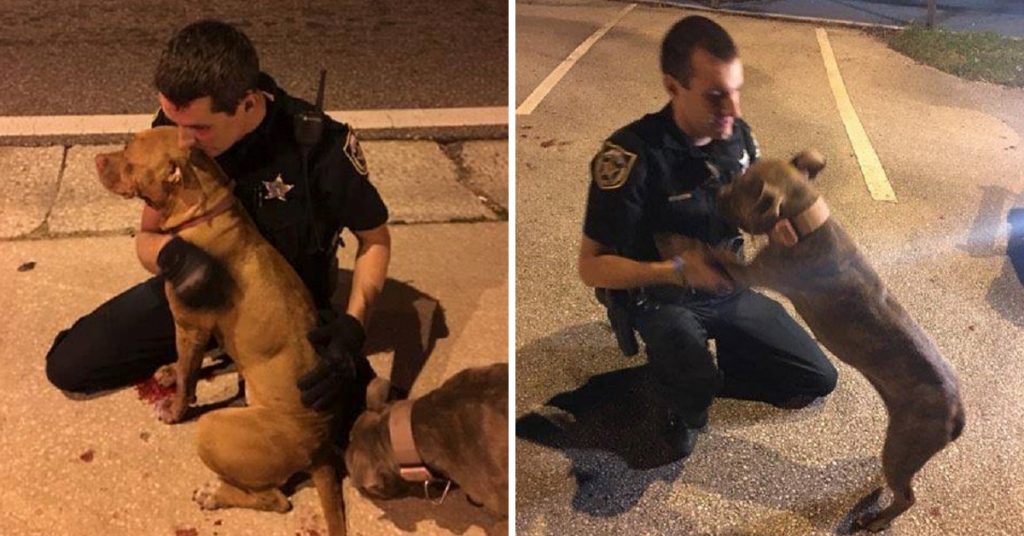 Police Officers Rescue 2 Scared Pit Bulls From The Street And Refuse To Leave Them Alone Until Help Shows Up