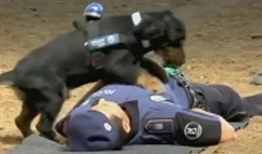 Police dog performs CPR on policeman in adorable video