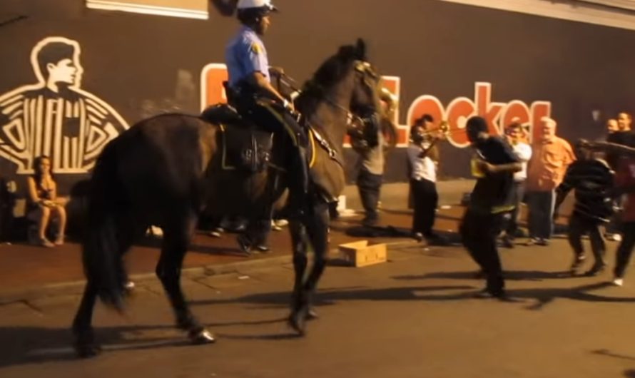 Police horse listens to Jazz music playing on the street – charms everybody with his dance routine