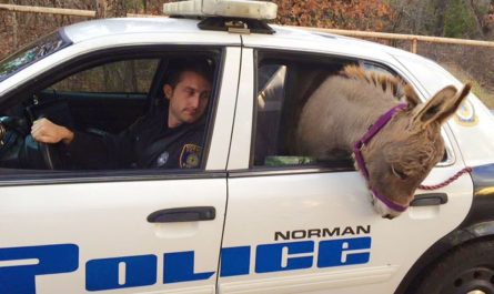 Police rescues donkey from busy highway, drives it safety in police car