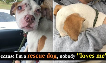 Puppy So Grateful For Being Rescued, Hides His Face In Rescuer's Arms