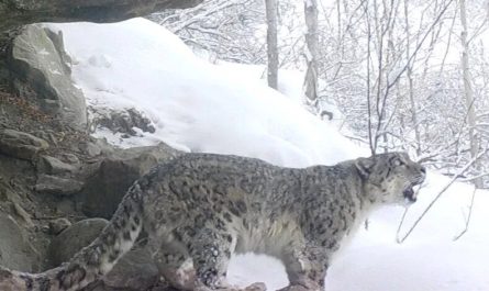 RARE Footage Of A Snow Leopards Call Into The Wild