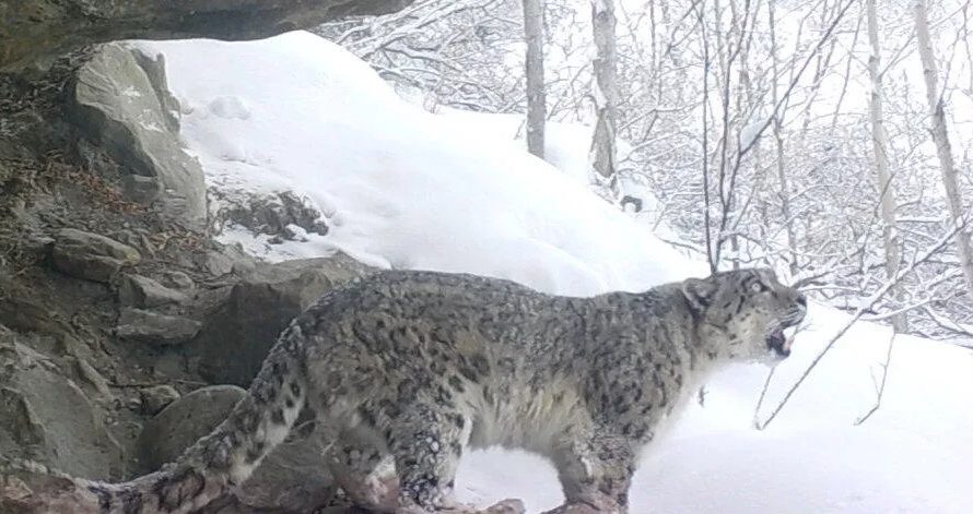 RARE Video Of A Snow Leopards Call Into The Wild