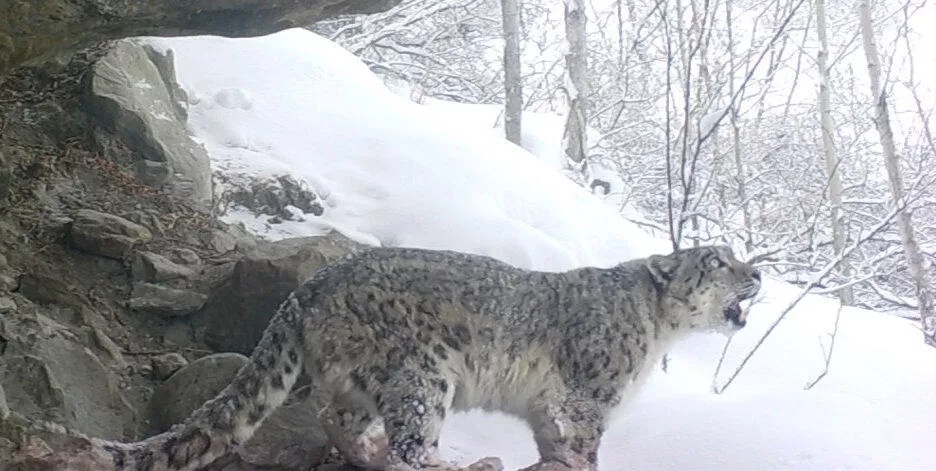 RARE Footage Of A Snow Leopards Call Into The Wild