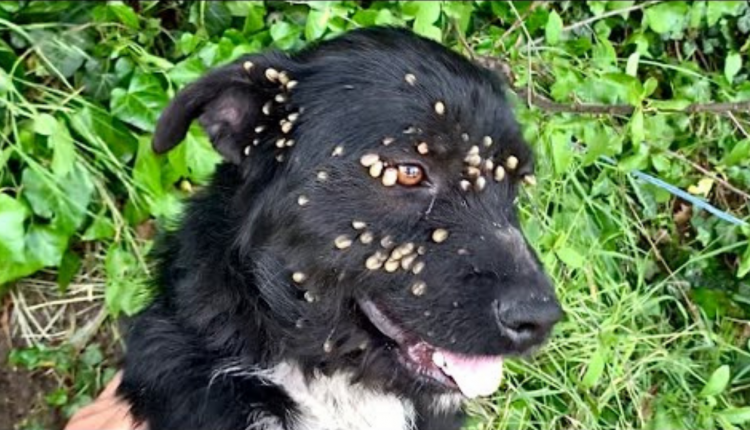 Rescue Of Abandoned Dog With Ticks Tied Up With A Rope
