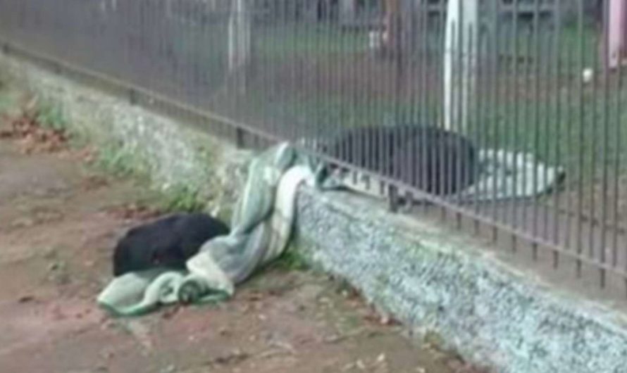 Rescue dog drags her blanket outside to share with a freezing stray puppy