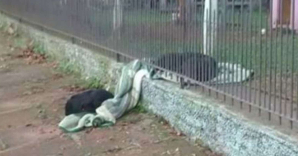 Rescue dog drags her blanket outside to share with a freezing stray puppy