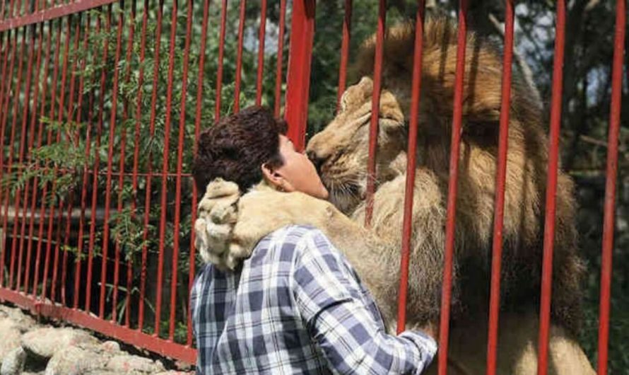 Rescued Lion Says Goodbye To Rescuer After  twenty years With each other.