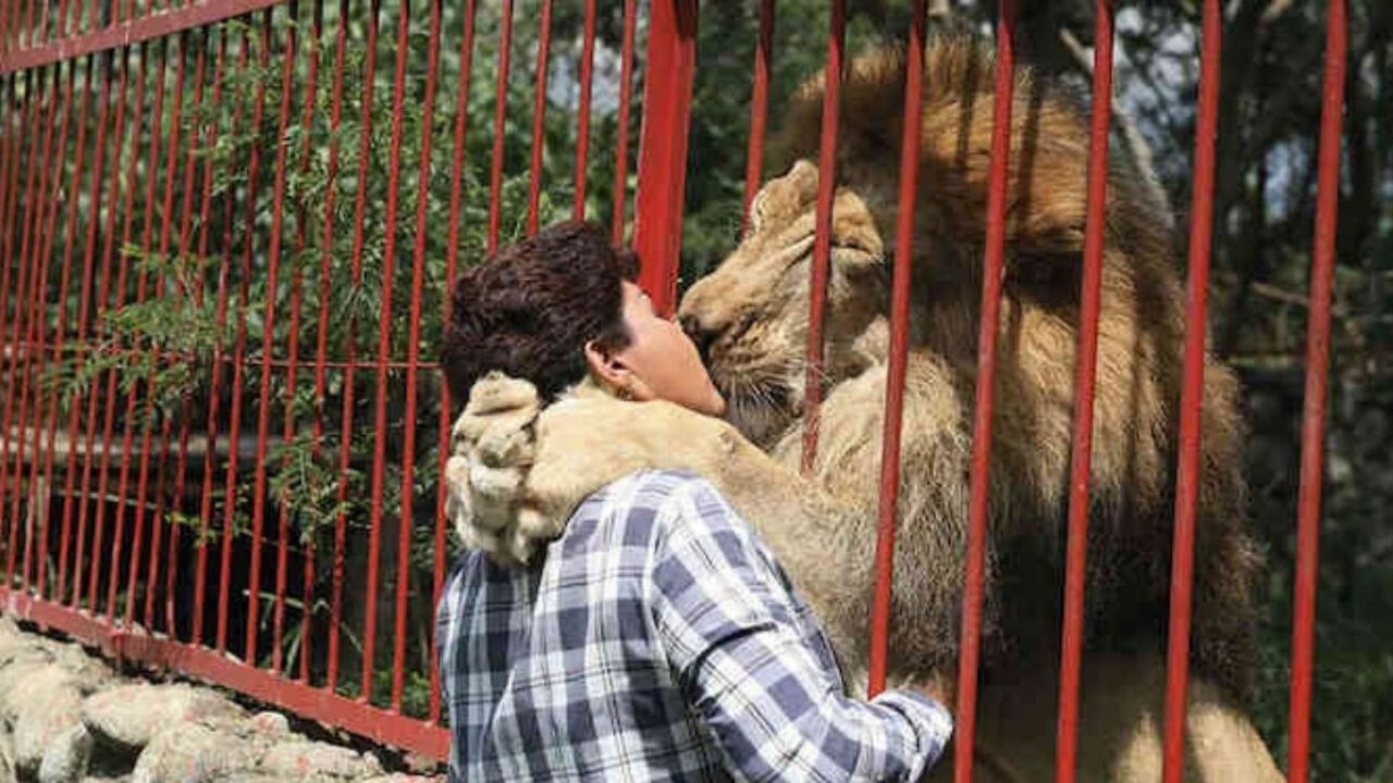 Rescued Lion Says Goodbye To Rescuer After twenty years With each other.