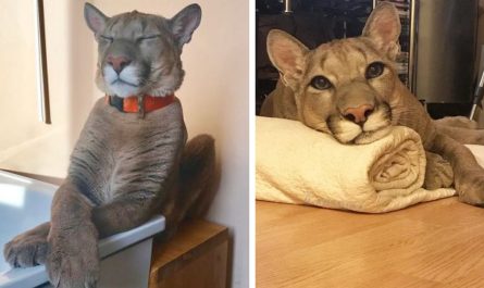 Rescued puma can not be released in the wild, lives as a spoiled house cat