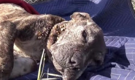 Rescuers Move Heaven And Planet To Rescue Sick Dog Left On A Bridge To Die