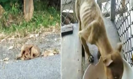 Roadside Stray Grabbed By Angel, Eyes Grow Wide As He Sees First Dish