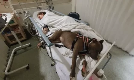 Service Dog Rejects To Leave Mother's Side After Saving Her Life