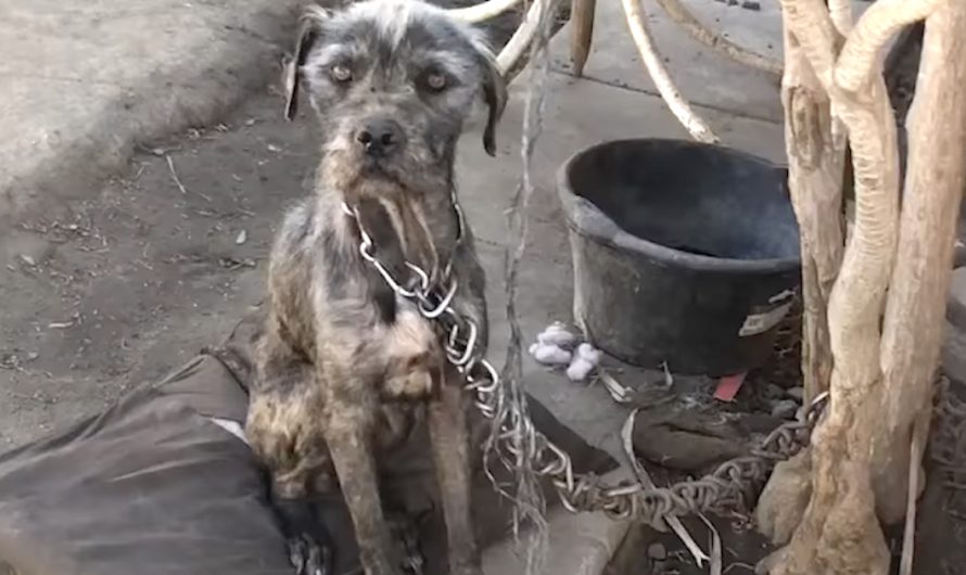 She Approached A Dog With A Chain That Outweighed It & Saw The Owner