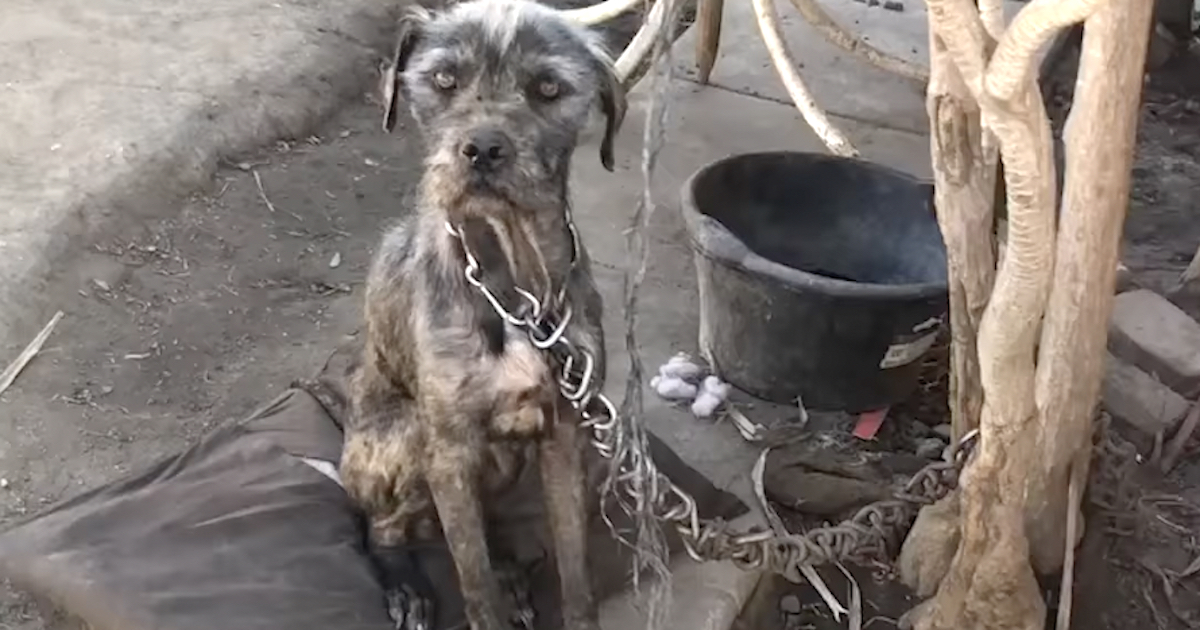She Approached A Dog With A Chain That Outweighed It & Saw The Owner