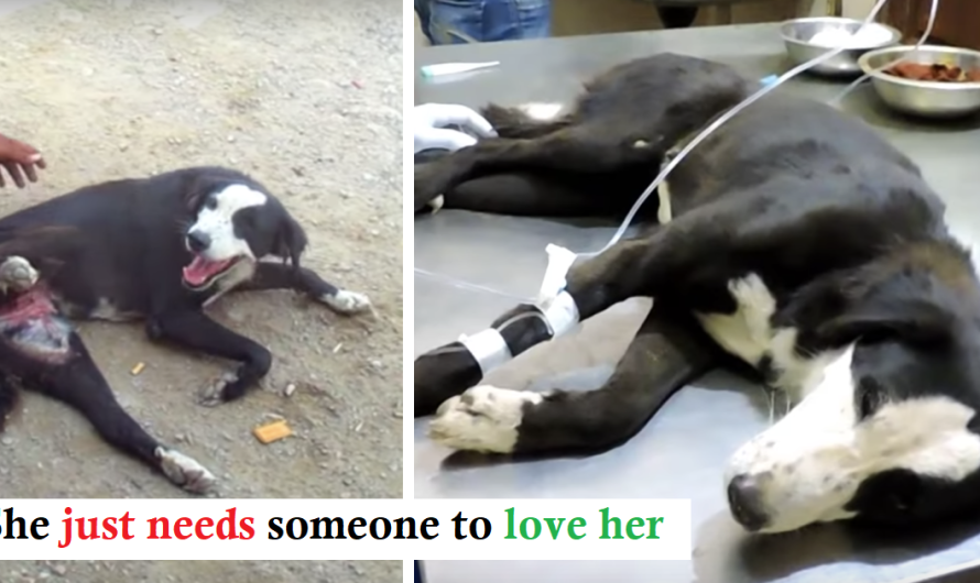 She Covers Her Pain With A Smile So He would certainly Pet Her Hides Gaping Hole In Her Stomach