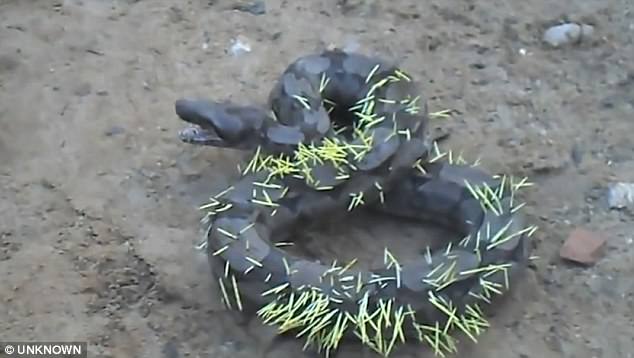 Snake gets its comeuppance after invading a porcupine and getting punctured by spikes