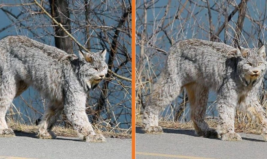 Spectacular Lynx Turns Heads As She Casually Struts Down A Street