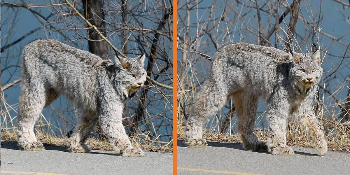 Spectacular Lynx Turns Heads As She Casually Struts Down A Street