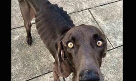 Starving Dog That Survived By Eating Twigs And Rocks Gets His Gladly Ever After!
