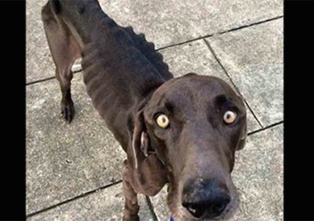 Starving Dog That Survived By Eating Twigs And Rocks Gets His Gladly Ever After!