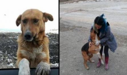 Stray Dog Begged People To Adopt Him From The Trash Dump, Finally Finds Forever House With His Friend