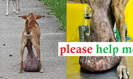 Stray Dog Dragging the Enormous Tumor on the Ground for Long Time Nobody Help