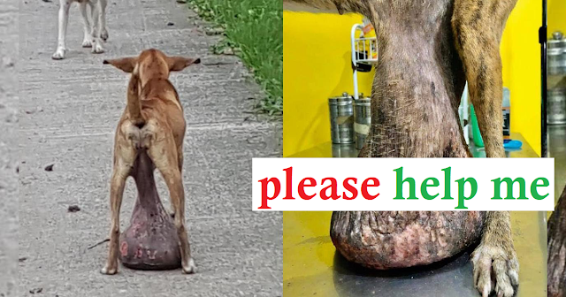 Stray Dog Dragging the Enormous Tumor on the Ground for Long Time Nobody Help