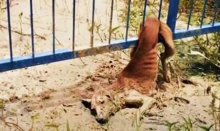 Stray Stuck In Fence Sheds Tears As Voices Near, However They Can Not Move Her Body