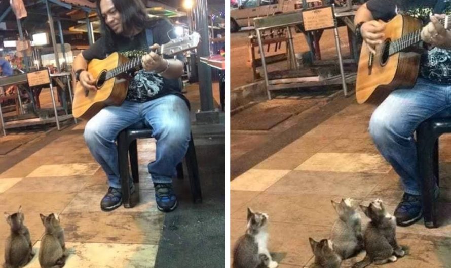 Street performer is ignored by everyone after that 4 cats came to show their support