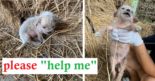 Tearful Story of Neglected Puppies in awful condition, dirty, mange and bloated tummy