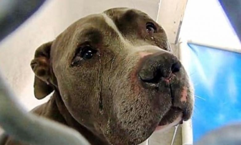 Tears Flow From His Eyes As He Can Not Recognize Why Family Left Him In Shelter